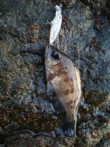 アカメバルの釣果