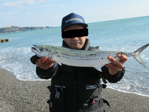 サゴシの釣果