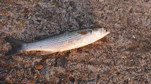 ボラの釣果