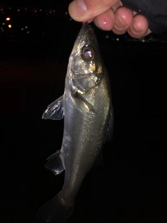 セイゴ（マルスズキ）の釣果