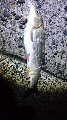 マルタウグイの釣果