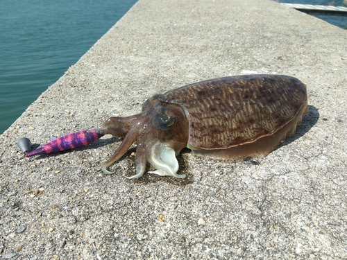 コウイカの釣果