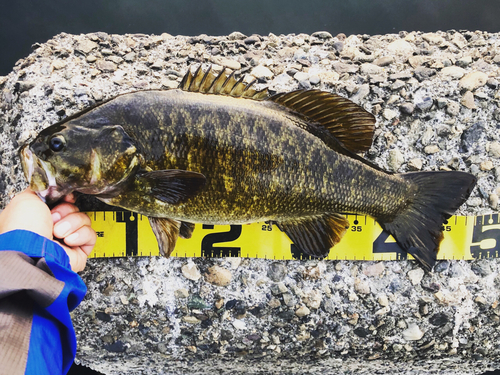 スモールマウスバスの釣果