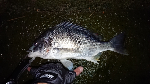 キチヌの釣果