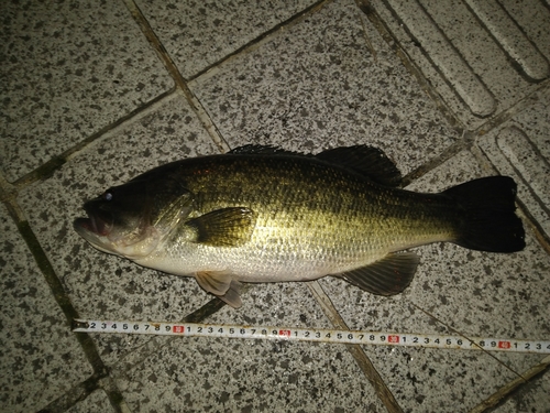 ブラックバスの釣果