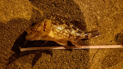 ガシラの釣果