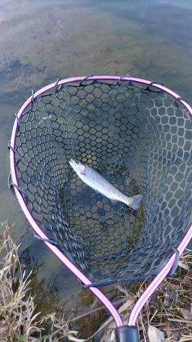 ニジマスの釣果