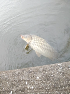 コイの釣果