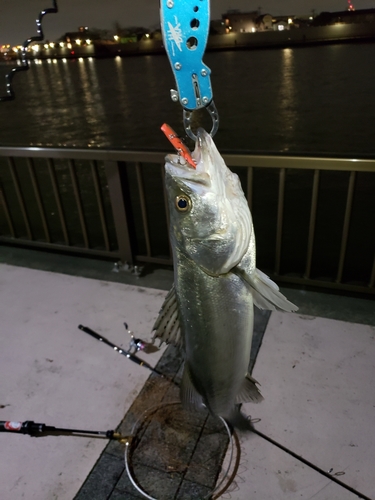 シーバスの釣果