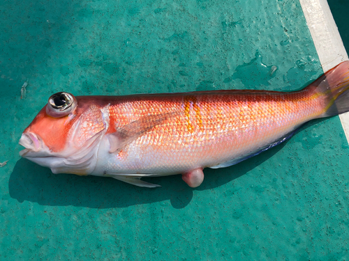 アマダイの釣果