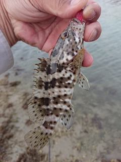 マダラハタの釣果