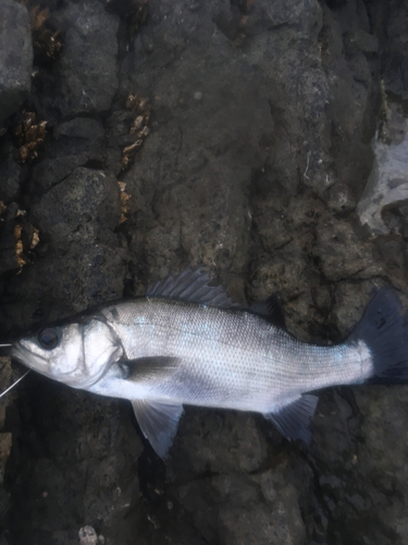 ヒラスズキの釣果