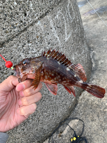 カサゴの釣果