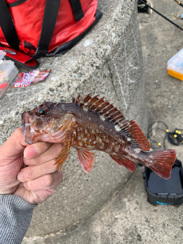 カサゴの釣果