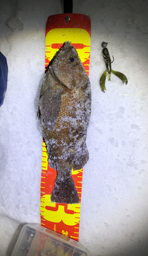 エゾメバルの釣果