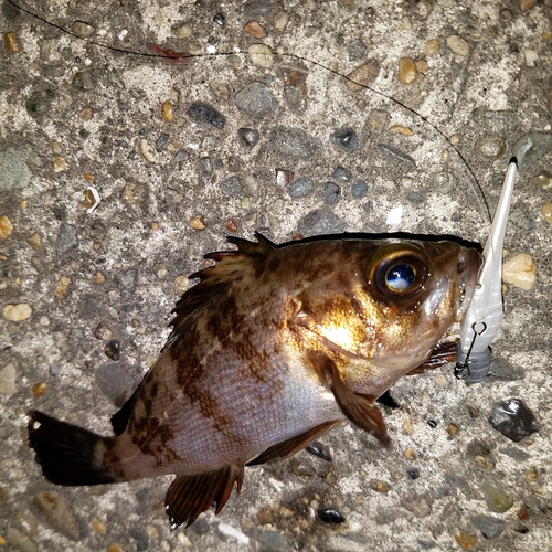 メバルの釣果