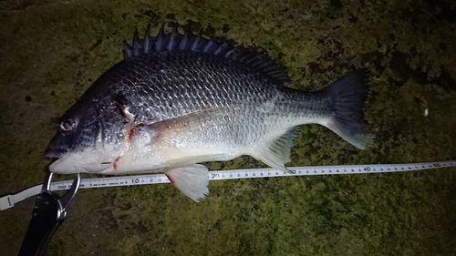 キチヌの釣果