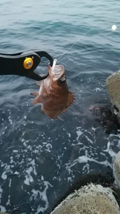 クロメバルの釣果