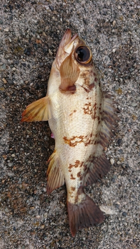 アカメバルの釣果