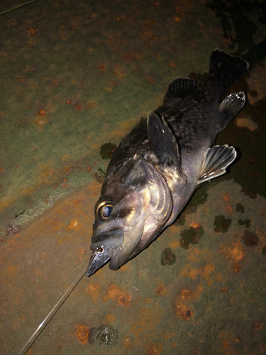 クロソイの釣果