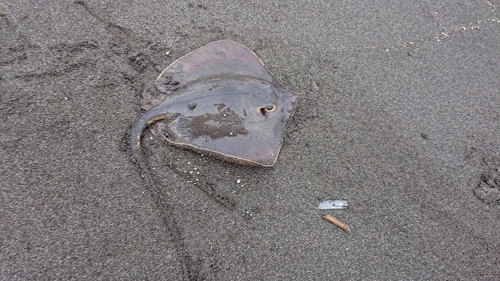 アカエイの釣果