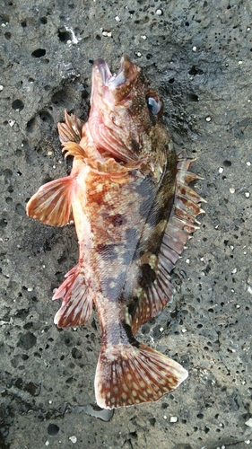 アラカブの釣果