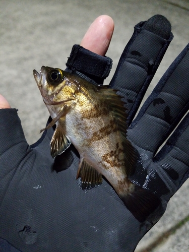 メバルの釣果