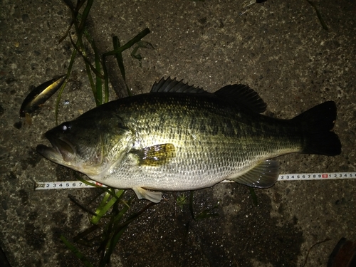 ブラックバスの釣果