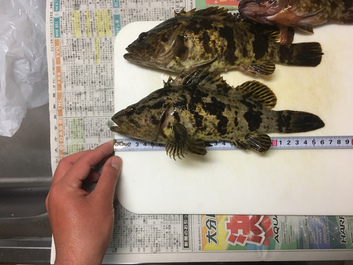 タケノコメバルの釣果