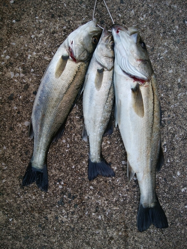 セイゴ（マルスズキ）の釣果