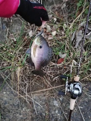 ブルーギルの釣果