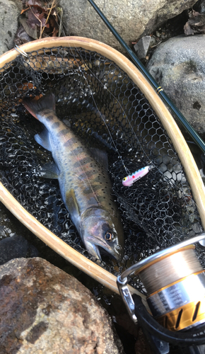 アマゴの釣果