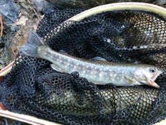 イワナの釣果