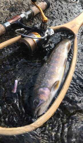 イワナの釣果