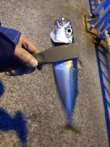 サバの釣果