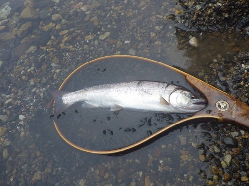 ヤマメの釣果