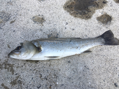 ハネ（マルスズキ）の釣果