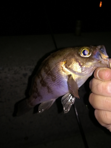 メバルの釣果