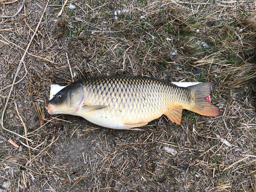 コイの釣果