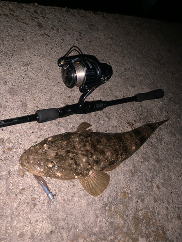 マゴチの釣果