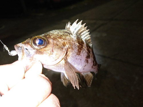 メバルの釣果