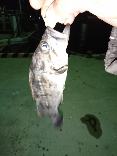 ソイの釣果