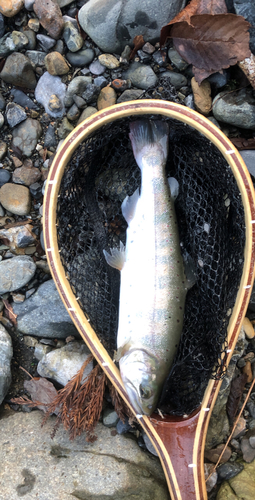 アマゴの釣果