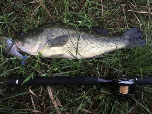 ブラックバスの釣果