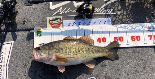 ブラックバスの釣果