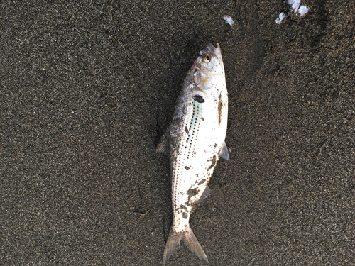 コノシロの釣果