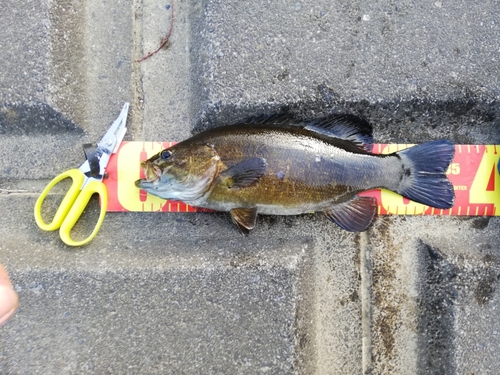 スモールマウスバスの釣果