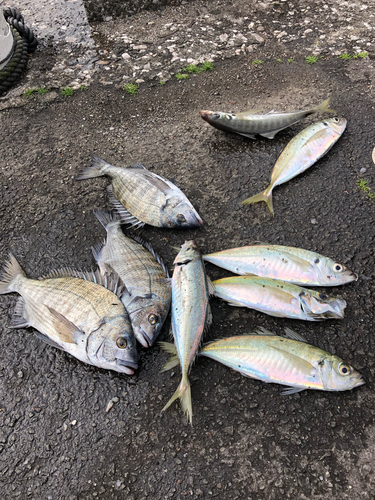 クロダイの釣果