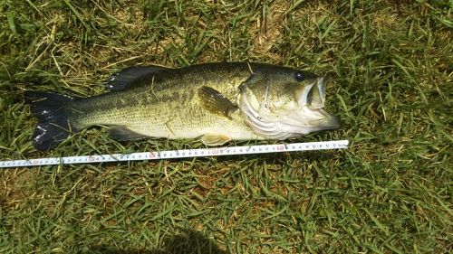 ブラックバスの釣果