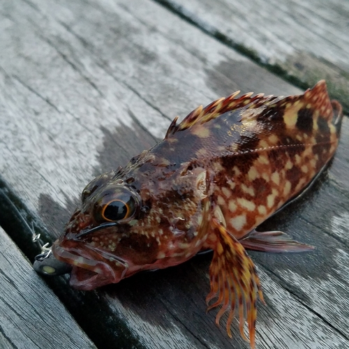 カサゴの釣果